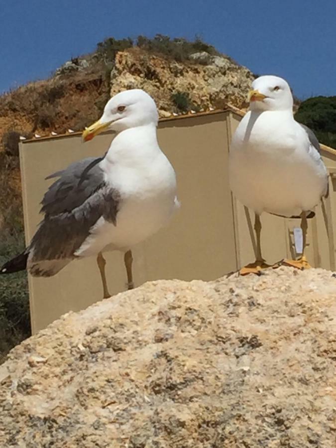 Apartment In Algarve,Vilamoura Exteriér fotografie